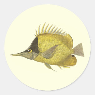 Pegatina Redonda Pez Chelmon Longirostris Tropical Amarillo, Pez An