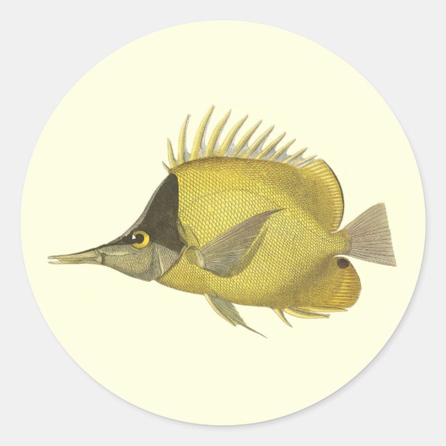 Pegatina Redonda Pez Chelmon Longirostris Tropical Amarillo, Pez An (Anverso)