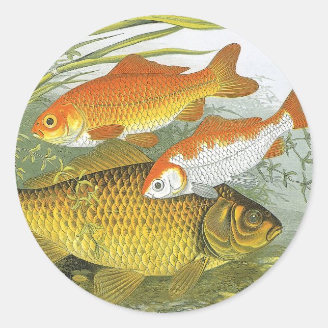 Pegatina Redonda Pez Koi Goldfish, Vida Marina Acuática Antigua (Anverso)