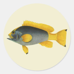 Pegatina Redonda Pez Mero Azul y Amarillo, Vida Marina Vintage