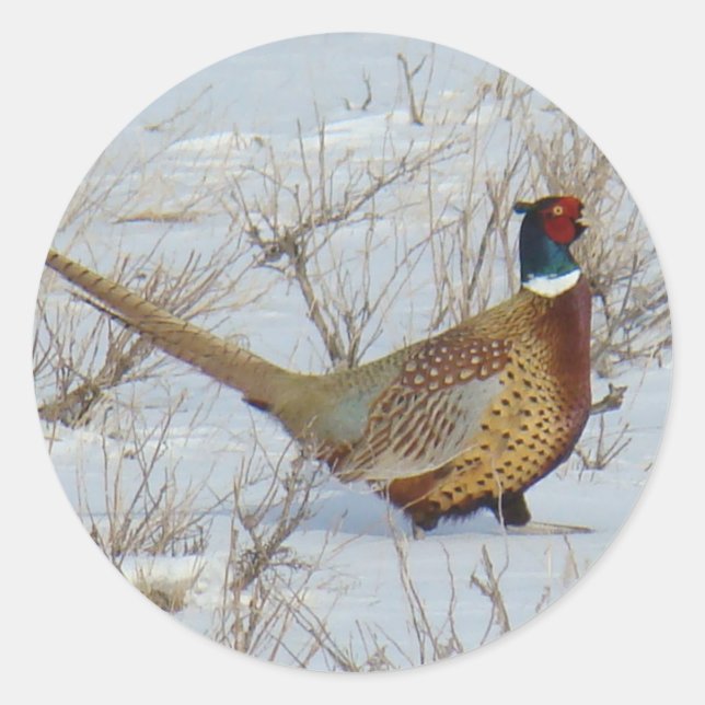 Pegatina Redonda Pheasant B22 de collar en nieve (Anverso)