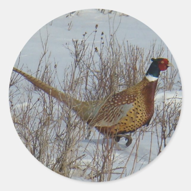Pegatina Redonda Pheasant B23 de cuello alto en nieve (Anverso)