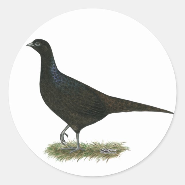 Pegatina Redonda Pheasant Black Hen (Anverso)