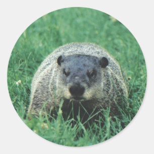 Pegatina Redonda Phil Groundhog