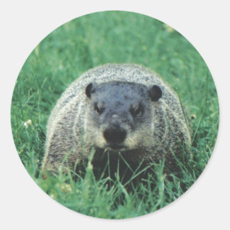 Pegatina Redonda Phil Groundhog