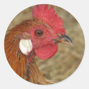Pegatina Redonda Phoenix Rooster