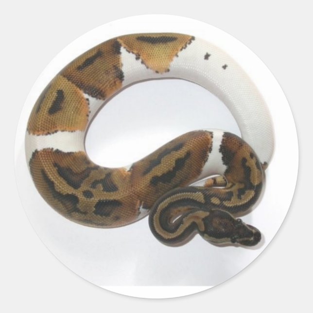 Pegatina Redonda piebald ball python (Anverso)