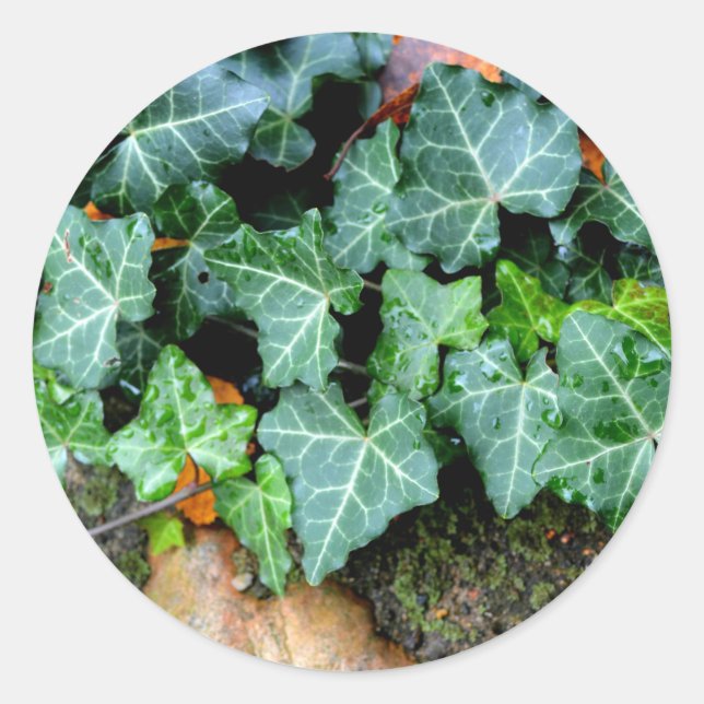 Pegatina Redonda Piedra de hiedra y de campo (Anverso)