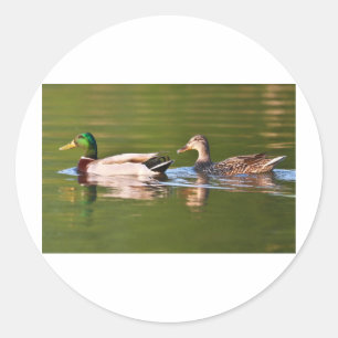 Pegatina Redonda Pies machos y hembras mallard nadando