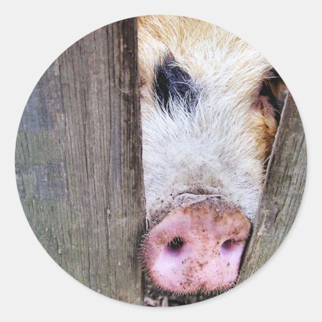 PEGATINA REDONDA PIGS (Anverso)