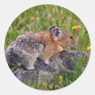 Pegatina Redonda pika