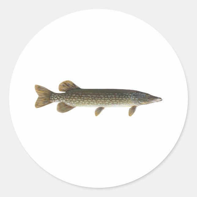 Pegatina Redonda Pike septentrional (Anverso)