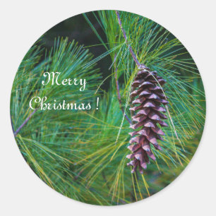 Pegatina Redonda PIne Cone