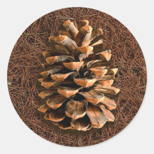 Pegatina Redonda Pine Cone Sobre Las Agujas Caídas