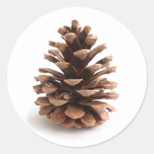 Pegatina Redonda Pinecona