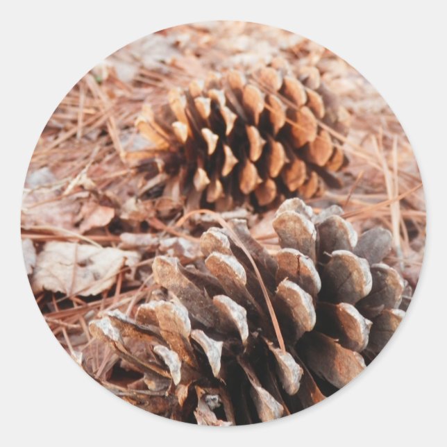 Pegatina Redonda Pinecones (Anverso)