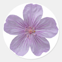 Pineywoods Geranium #1