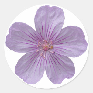 Pegatina Redonda Pineywoods Geranium #1
