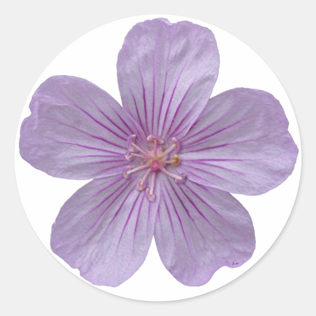 Pegatina Redonda Pineywoods Geranium #1 (Anverso)