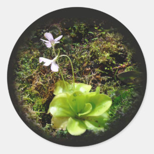 Pegatina Redonda Pinguicula reticulata