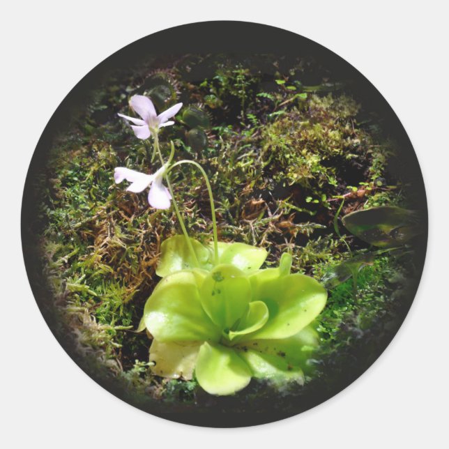 Pegatina Redonda Pinguicula reticulata (Anverso)