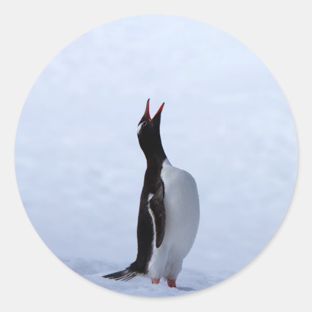 Pegatina Redonda Pingüino de Gentoo (Anverso)