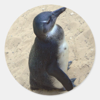 Pegatina Redonda Pingüino en la arena