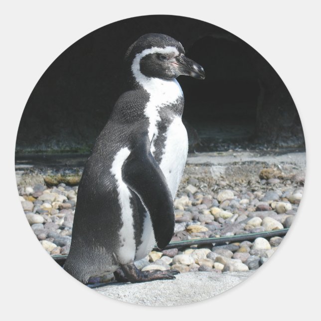 Pegatina Redonda Pingüino Solitario (Anverso)