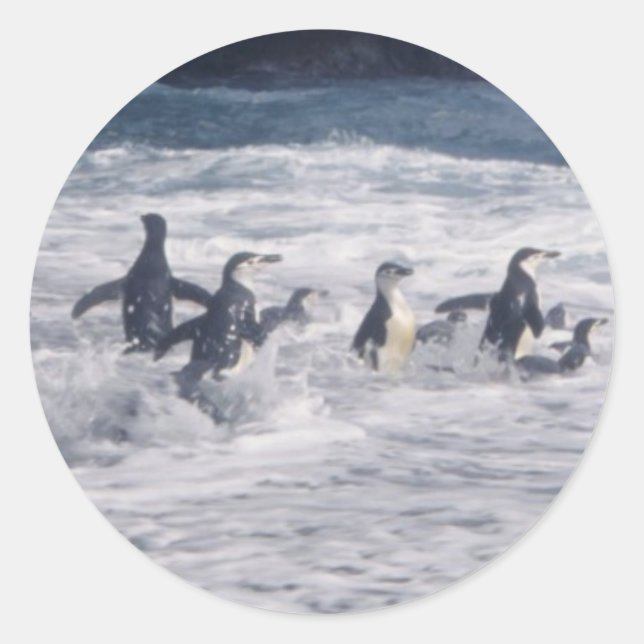 Pegatina Redonda Pingüinos Chinstrap en el surf en la playa (Anverso)