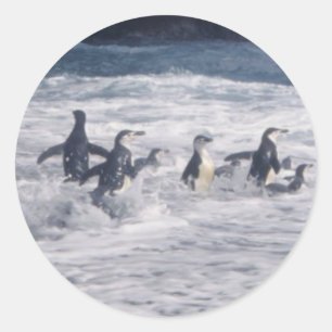 Pegatina Redonda Pingüinos Chinstrap en el surf en la playa