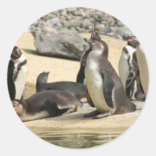Pegatina Redonda Pingüinos de Humboldt