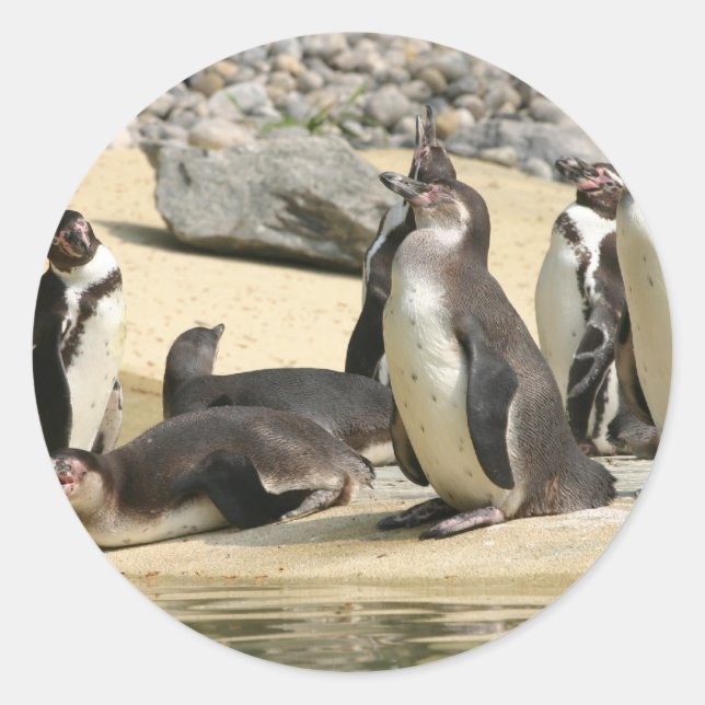 Pegatina Redonda Pingüinos de Humboldt (Anverso)