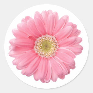 Pegatina Redonda PINK DAISY Fondo blanco de una sola flor P06A