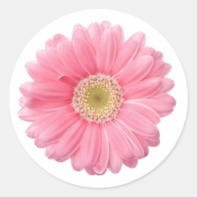 Pegatina Redonda PINK DAISY Fondo blanco de una sola flor P06A (Anverso)