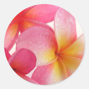 Pegatina Redonda Pink Frangipani