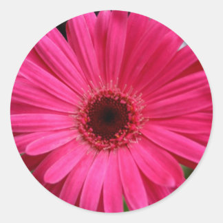 Pegatina Redonda Pink Gerbera Daisy