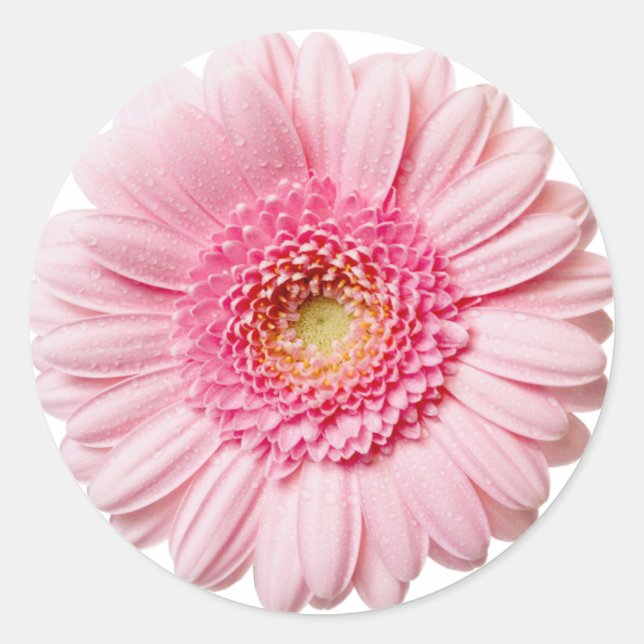 Pegatina Redonda Pink Gerbera Daisy (Anverso)