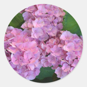 Pegatina Redonda Pink Hortensia hidrangea flores