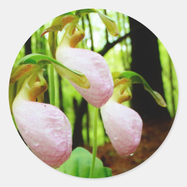 Pegatina Redonda Pink Lady Slipper Wild Orchid (Anverso)