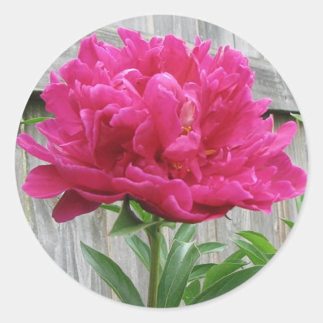 Pegatina Redonda Pink Peony (Anverso)