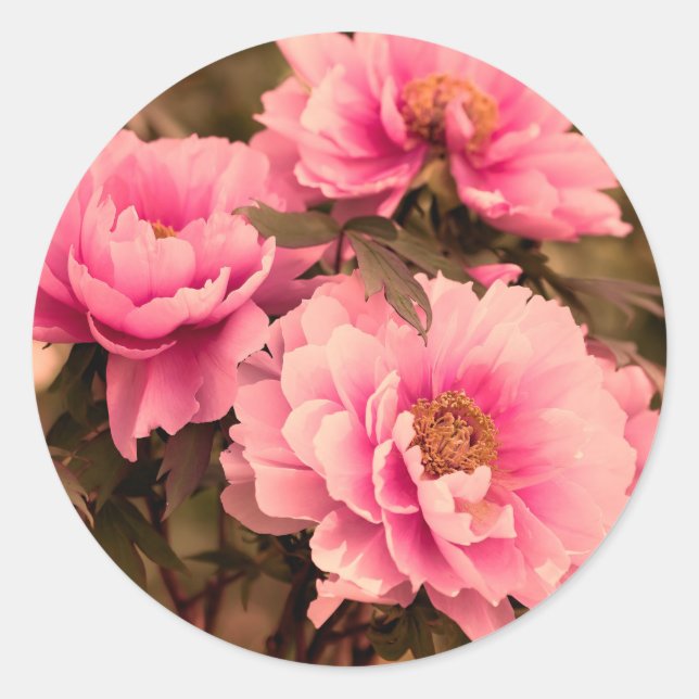 Pegatina Redonda Pink  Peony Flower (Anverso)