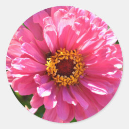 Pegatina Redonda Pink Zinnia