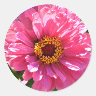 Pegatina Redonda Pink Zinnia