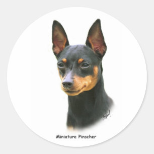 Pegatina Redonda Pinscher miniatura