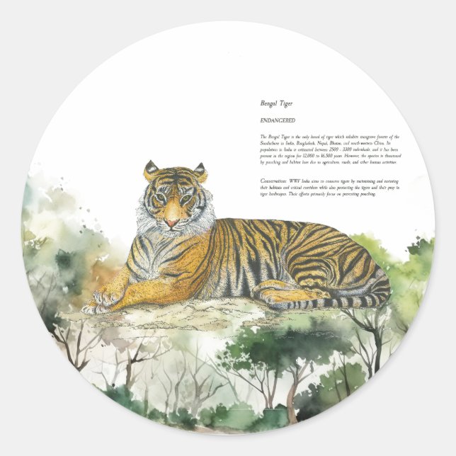 Pegatina Redonda Pintado a mano del majestuoso tigre bengalí en pel (Anverso)