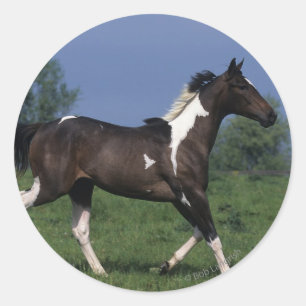 Pegatina Redonda Pintar caballo corriendo 2