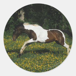 Pegatina Redonda Pintar caballos corriendo en campo de flores