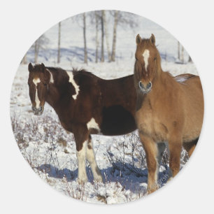 Pegatina Redonda Pintar caballos en la nieve