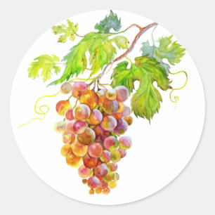 Pegatina Redonda Pintura botánica de racimo de uvas al acuarela