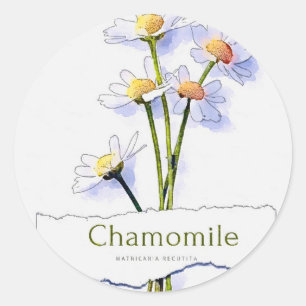 Pegatina Redonda Pintura de acuarela de época de Chamomile